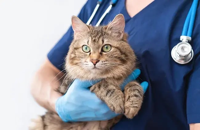 Veterinarian technician holding a cat